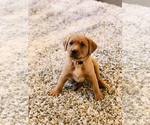 Small Photo #4 Labrador Retriever Puppy For Sale in STEVENS, PA, USA