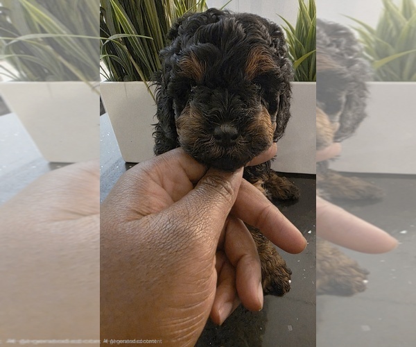Medium Photo #3 Poodle (Toy) Puppy For Sale in CORAL SPRINGS, FL, USA