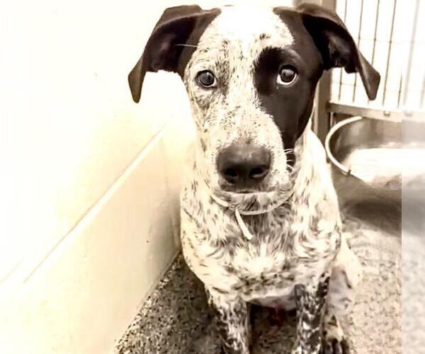 Medium Photo #2 Mutt Puppy For Sale in Houston, TX, USA