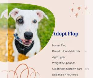 Flop - Male Mutt Dog for Adoption - Photo #5