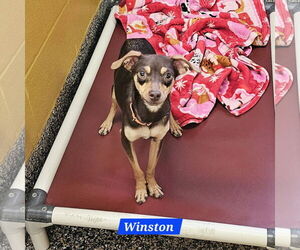 Chipin Dogs for adoption in Metairie, LA, USA