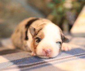 Australian Shepherd Puppy for sale in WESTFIELD, MA, USA