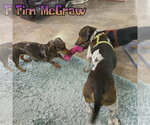 Small #16 Dachshund