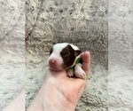 Small Photo #12 Australian Shepherd Puppy For Sale in TURLOCK, CA, USA