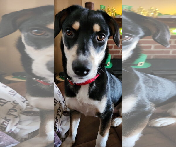 Medium Photo #11 Mutt Puppy For Sale in Doylestown, PA, USA