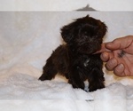 Small #16 ShihPoo