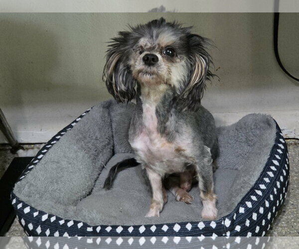 Medium Photo #2 Poodle (Miniature)-Unknown Mix Puppy For Sale in Spring, TX, USA