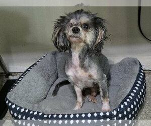 LuLu - Male Poodle (Miniature)-Unknown Mix Dog for Adoption - Photo #2