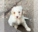 Small #9 Goldendoodle (Miniature)