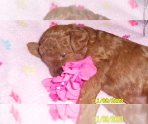 Poodle (Toy) Puppy for sale in DULUTH, GA, USA