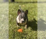 Puppy Red American Bully