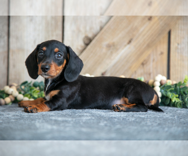Medium Photo #1 Dachshund Puppy For Sale in GREENWICH, OH, USA