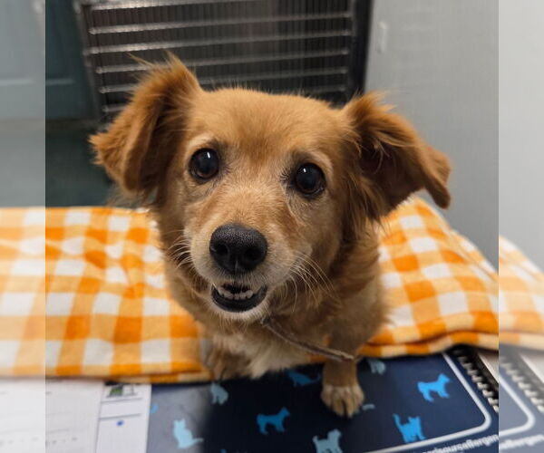 Medium Photo #1 Colonial Cocker Spaniel-Unknown Mix Puppy For Sale in Chico, CA, USA