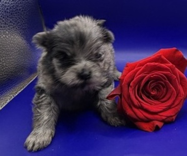 Medium Photo #2 Pomeranian Puppy For Sale in PORTLAND, ME, USA