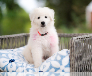 Great Pyrenees Puppy for sale in CONWAY, MO, USA