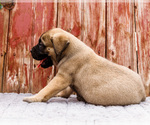 Small Photo #74 Mastiff Puppy For Sale in WAKARUSA, IN, USA