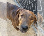 Small #4 German Shorthaired Pointer-Treeing Walker Coonhound Mix