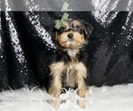 Small #1 Morkie