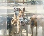 Small #11 American Pit Bull Terrier Mix