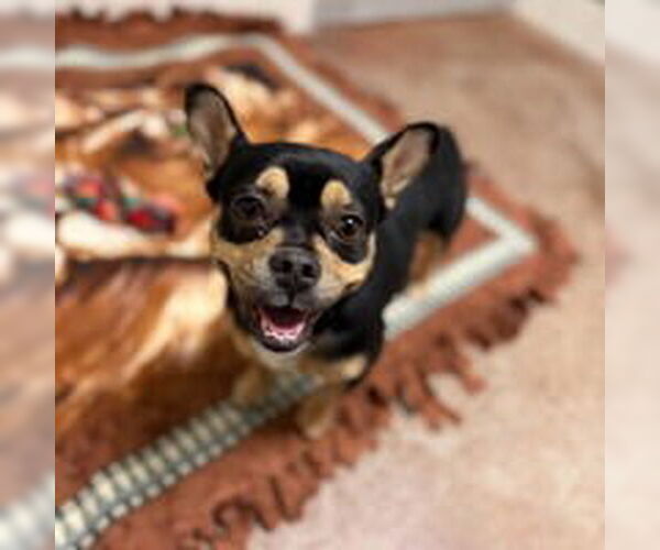 Medium Photo #1 French Bulldog Puppy For Sale in Salinas, CA, USA