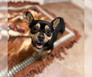 French Bulldog Dogs for adoption in Salinas, CA, USA