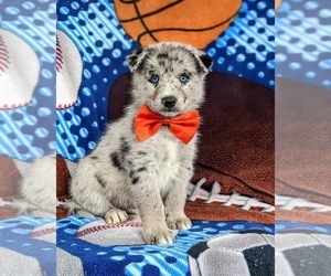 Pomsky Puppy for sale in QUARRYVILLE, PA, USA
