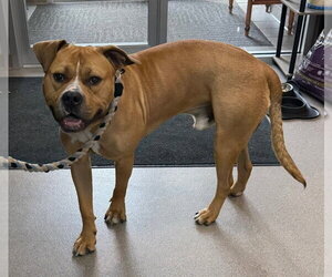 Mutt Dogs for adoption in La Porte, IN, USA
