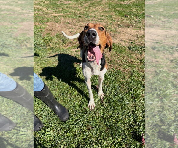Medium Photo #4 Coonhound Puppy For Sale in Pierceton , IN, USA