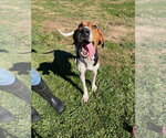 Small Photo #4 Coonhound Puppy For Sale in Pierceton , IN, USA