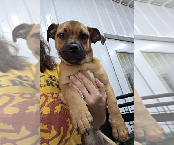 Medium Photo #1 Puggle Puppy For Sale in Osgood, IN, USA