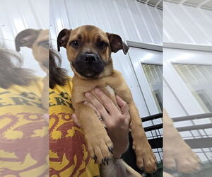 Puggle Dogs for adoption in Osgood, IN, USA