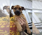 Small Puggle