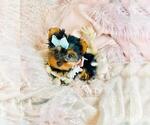 Small Photo #5 Yorkshire Terrier Puppy For Sale in JACKSONVILLE, FL, USA