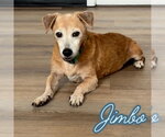 Small #14 Dachshund Mix