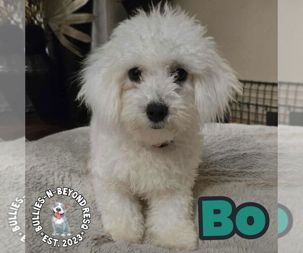 Medium Photo #2 Maltese-Unknown Mix Puppy For Sale in Omaha, NE, USA