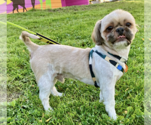 Mickey - Male Shih Tzu-Unknown Mix Dog for Adoption - Photo #2