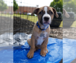 Small #3 Boxer-Staffordshire Bull Terrier Mix
