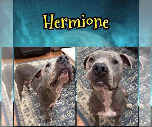 Medium Photo #1 Mutt Puppy For Sale in New London, WI, USA