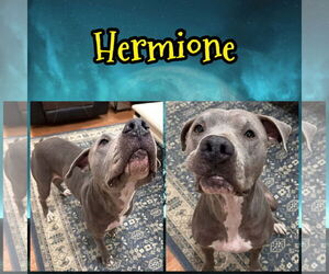 Mutt Dogs for adoption in New London, WI, USA