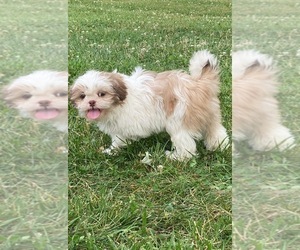 Shih Tzu Puppy for sale in CANOGA, NY, USA