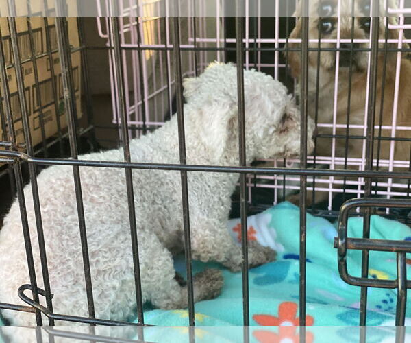 Medium Photo #5 Bichon Frise Puppy For Sale in Lewistown, PA, USA