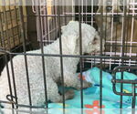 Small #4 Bichon Frise