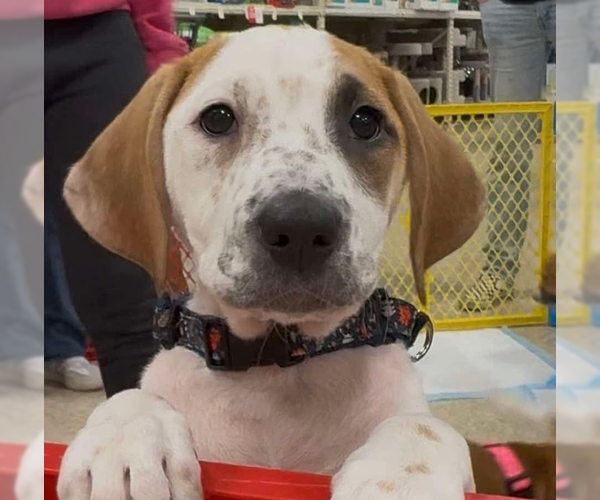 Medium Photo #18 Mutt Puppy For Sale in Wenonah, NJ, USA