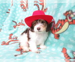 Small Photo #2 Maltipoo Puppy For Sale in HARTVILLE, MO, USA