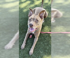 American Pit Bull Terrier Dogs for adoption in Salinas, CA, USA