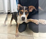 Small #1 Beagle Mix