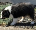 Small #7 Miniature American Shepherd