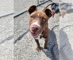 Small #32 American Pit Bull Terrier Mix
