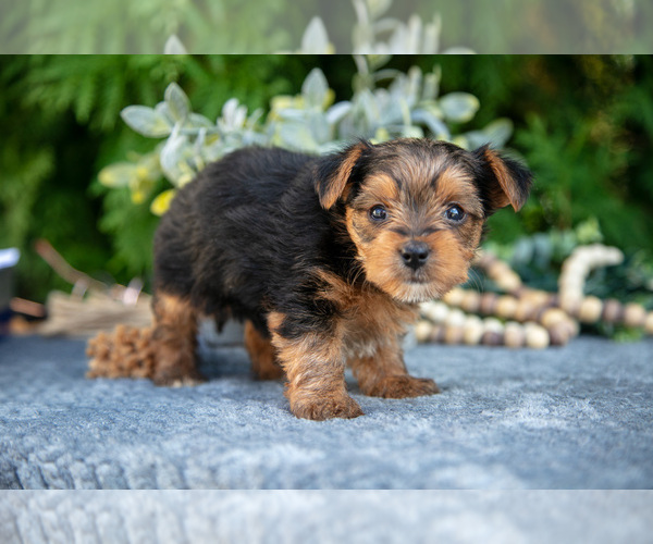 Medium Photo #6 Yorkshire Terrier Puppy For Sale in KIRKWOOD, PA, USA