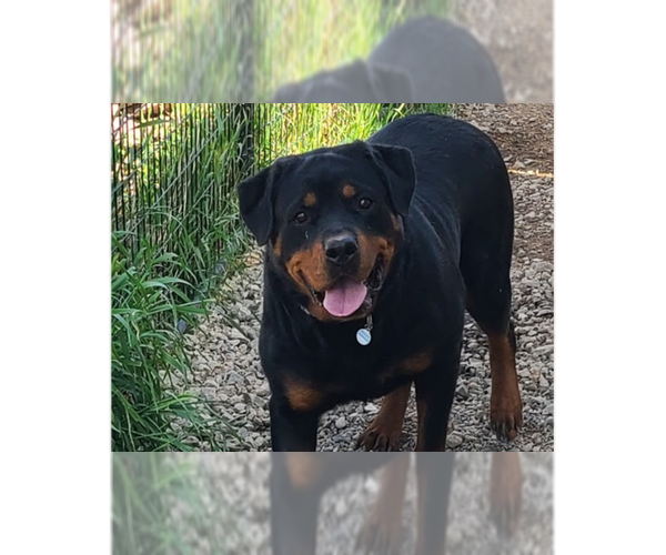 Medium Photo #1 Rottweiler Puppy For Sale in Gilbert, AZ, USA